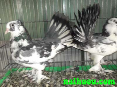 Hướng dẫn kỹ thuật nuôi bồ câu Pháp Hướng dẫn kỹ thuật nuôi bồ câu Pháp